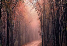 爱游戏APP-西雅图海湾者球迷现场助威，球队士气高涨